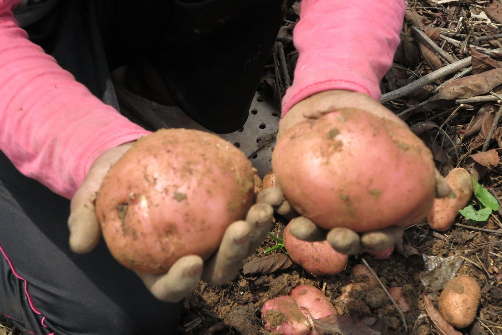 An OM worker plants potatoes God's way and sees a rich harvest returned.